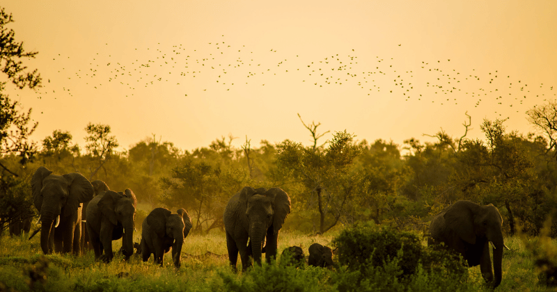 Lire la suite à propos de l’article Parc du Kruger : Le Top des Safaris en Afrique