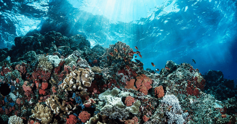 Lire la suite à propos de l’article Le Mur de Corail en Australie : Explorez-le !