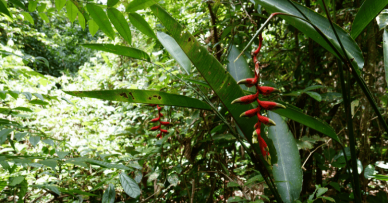 Lire la suite à propos de l’article Les plantes amazoniennes : Un voyage au cœur de la nature