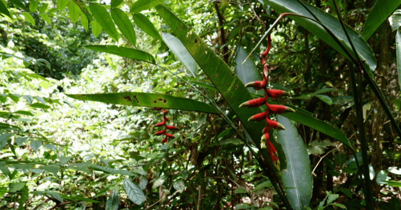 You are currently viewing Les plantes amazoniennes : Un voyage au cœur de la nature